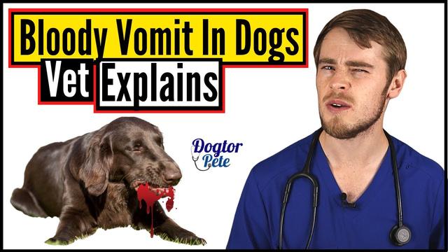 Photo inspiration: Vomiting In Dogs Before Death Reference: Dog Vomit Blood Before Death What You Need To Know