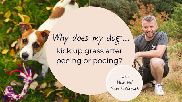 Why Does My Dog Fake Pee: Unraveling the Mystery