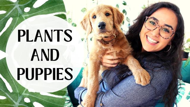 Why Is My Dog Eating Plants All Of A Sudden: Causes and Solutions - Dogs Eating Wild Plants