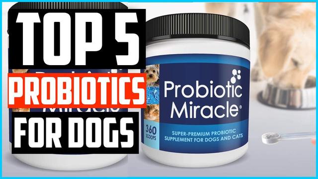 Proviable Vs Fortiflora: Which Probiotic Supplement is Better for Your Pet?