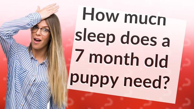 Hoeveel slaap heeft een 7 maanden oude puppy nodig - Advies van experts