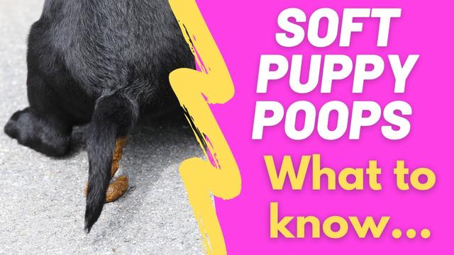 understanding-the-stool-of-an-8-week-old-puppy-what-to-expect