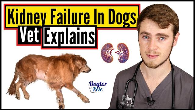 stage-4-kidney-disease-in-dogs-life-expectancy-understanding-the-prognosis