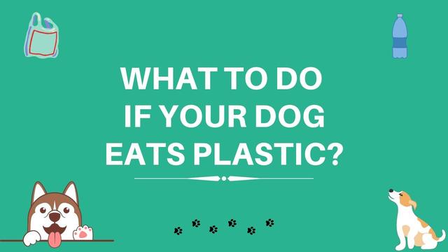 Image showcasing Symptoms of Plastic Ingestion in Dogs: What to Look For