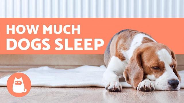 how much should my one year old dog sleep