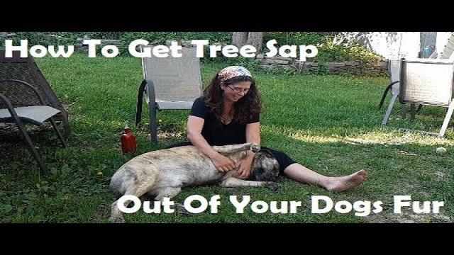 how-to-remove-tar-from-your-dog-s-fur-a-step-by-step-guide