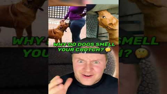 Understanding Canine Behavior: Why Do Dogs Smell Vaginas?