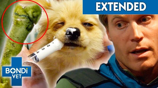 Qué hacer si su perro se ha comido un hilo: Causas, síntomas y tratamiento