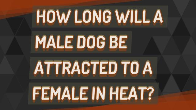 understanding-the-signals-how-male-dogs-detect-a-female-in-heat