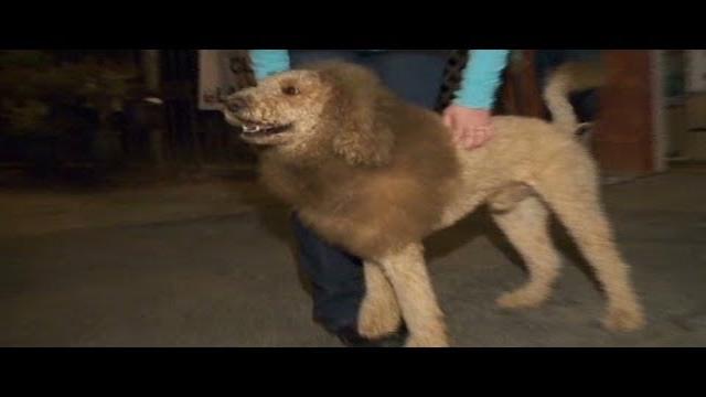 Le chien qui ressemble au lion : Similitudes incroyables et