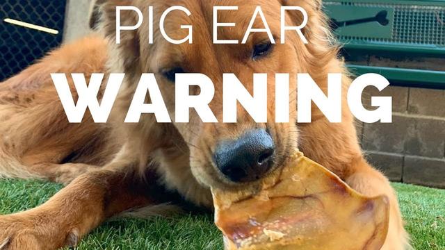 Veroorzaken varkensoren diarree bij honden? De waarheid