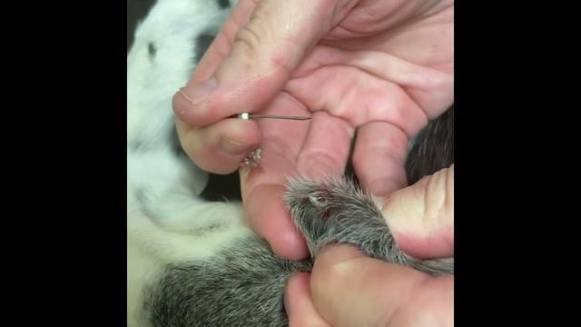 Comprendre et traiter les kystes sébacés chez le chien - Un guide complet