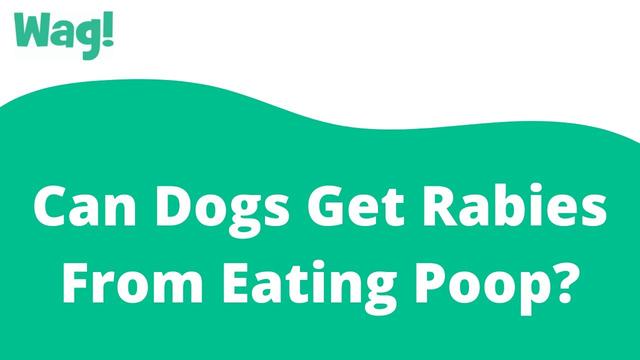 Can Dogs Get Rabies From Eating Dead Animals? Explained