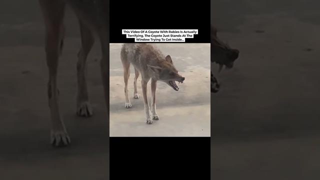 Do Dogs With Rabies Die: Understanding the Fatal Consequences of Rabies