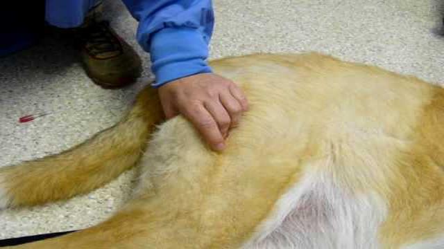 best-intramuscular-im-injection-sites-for-dogs-a-complete-guide