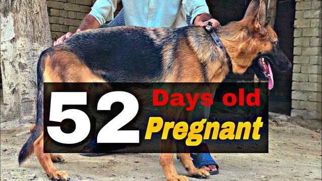 52 Days Pregnant Dog Everything You Need To Know