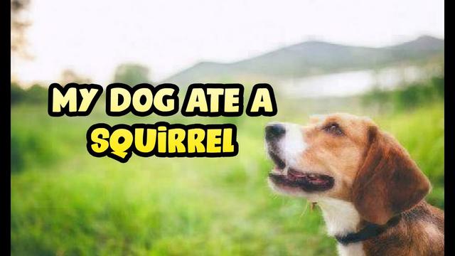 Dog Ate Squirrel Poop: Causes, Symptoms, and Precautions