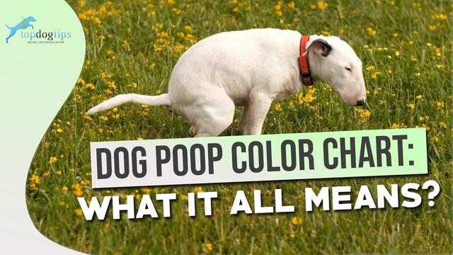 what-causes-dog-poop-to-resemble-coffee-grounds-explained