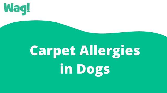 can dogs be allergic to carpet
