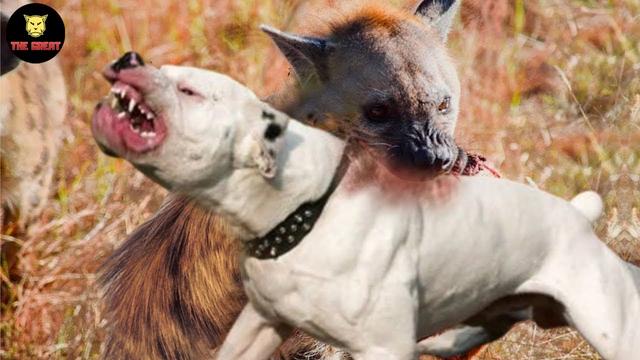 Can A Pitbull Kill A Hyena: Uncovering the Strength and Ferocity