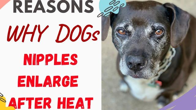 will-my-dog-s-nipples-shrink-after-heat-explained