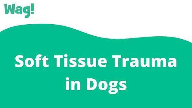 soft-tissue-injury-healing-time-frame-for-dogs-understanding-the