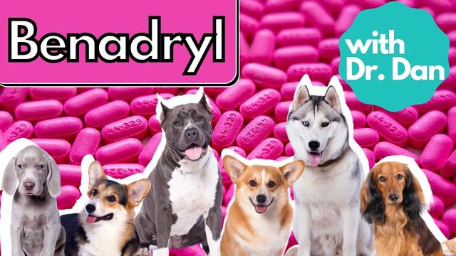 Picture of Dog Swollen Face? Try Benadryl for Relief
