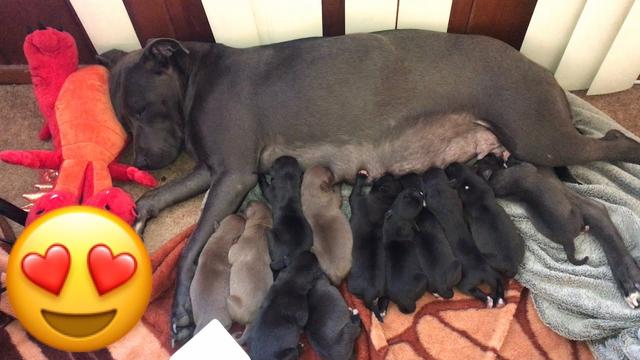 Cuántos cachorros puede tener un Pitbull: Guía completa