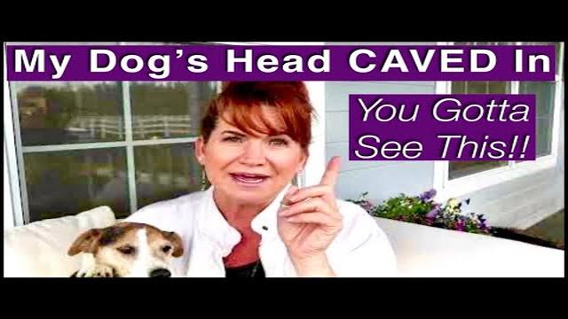 dog-head-caving-in-causes-symptoms-and-treatment