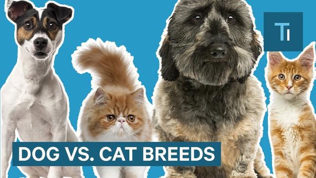 Are All Dogs Members Of The Same Species? Unraveling the Mystery of ...