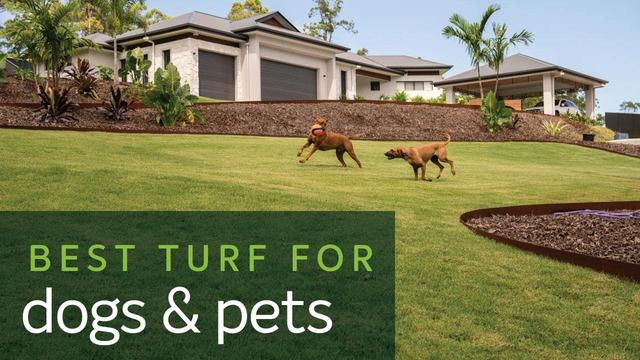 View of Is Bermuda Grass Good For Dogs: A Comprehensive Guide