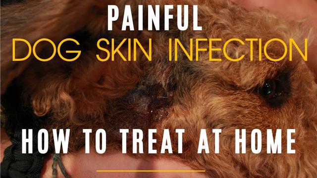 Dog Wound Smells: Causes and Treatment Options