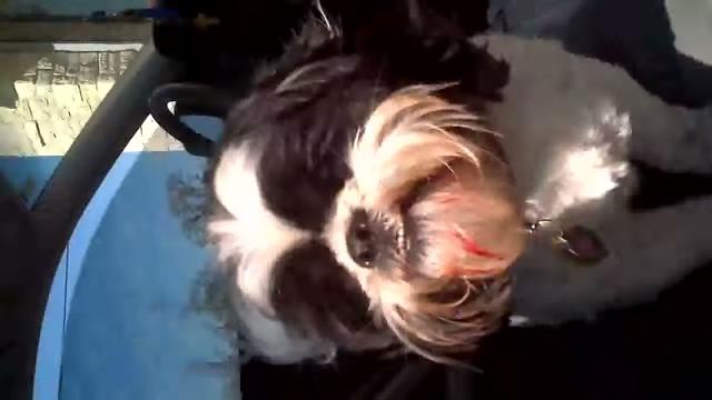 Picture Idea: What To Do If Your Dog Ate Red Velvet Cake