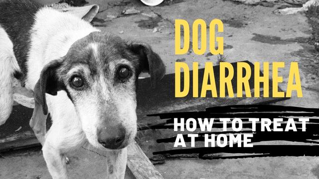 can-tap-water-give-dogs-diarrhea-discover-the-truth