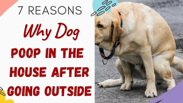 reasons-why-your-dog-may-suddenly-start-pooping-in-the-house-at-night