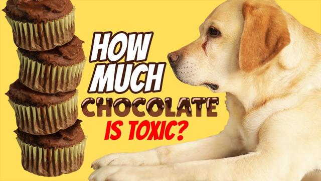 Picture of Can Chocolate Ice Cream Be Fatal for Dogs? Understanding the Risks