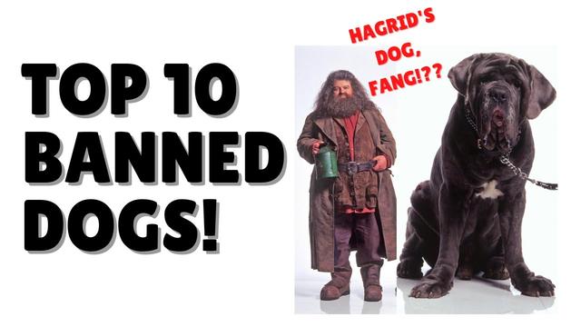 Everything you need to know about Hagrid's dog breed - from ...