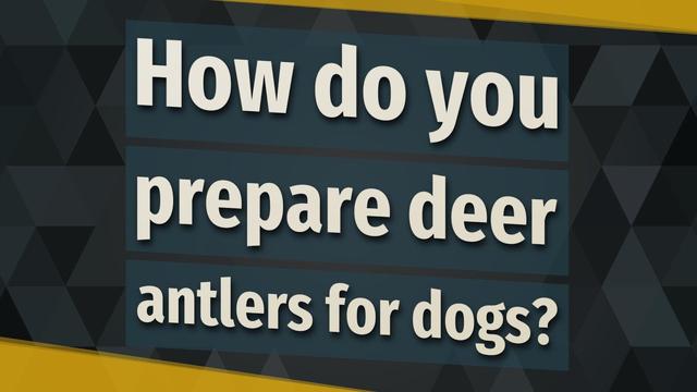 step-by-step-guide-how-to-prepare-deer-antlers-for-dogs