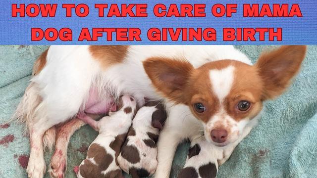 how-long-do-dogs-bleed-after-giving-birth-a-complete-guide