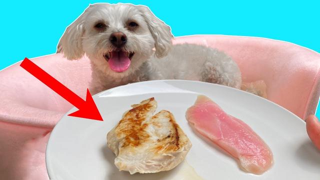 can-puppies-eat-boiled-chicken-a-complete-guide