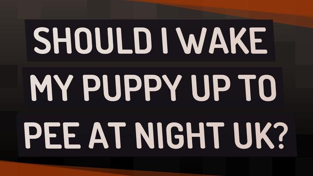 Moet ik mijn puppy wakker maken om te plassen? 5 tips om je puppy
