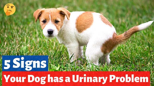 Health Effects of Inhaling Ammonia in Dog Urine: What You Need to Know