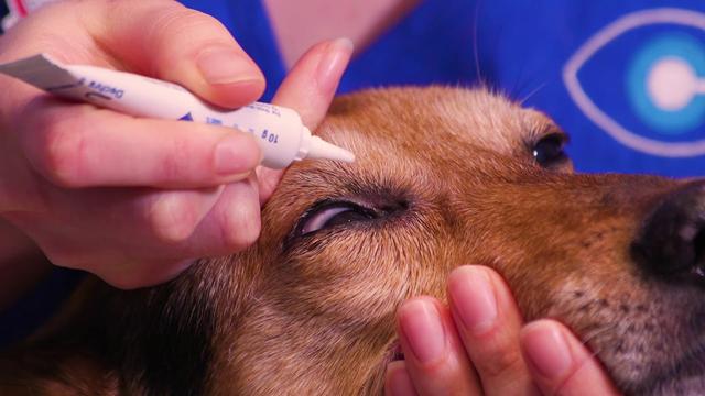 using-triple-antibiotic-ointment-safely-on-your-dog-s-eye