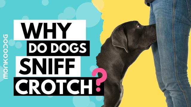 Wie Oft Haben Hunde Ihre Periode feelgoodhhs.com