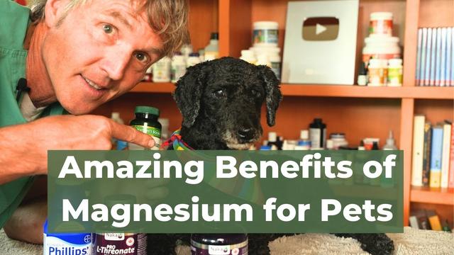 Magnesium for Dogs Dosage: A Guide to Proper Supplementation