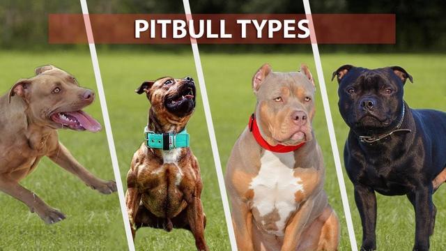 Are Pitbulls Considered Large Breed: A Guide To Pitbull Sizes And 