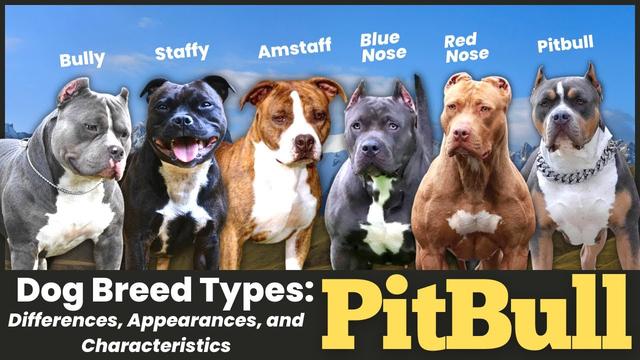 Long Legged Pitbull: Discover the Unique Traits and Characteristics