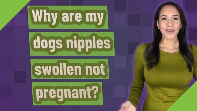 why-are-my-dog-s-nipples-swollen-common-causes-and-treatment