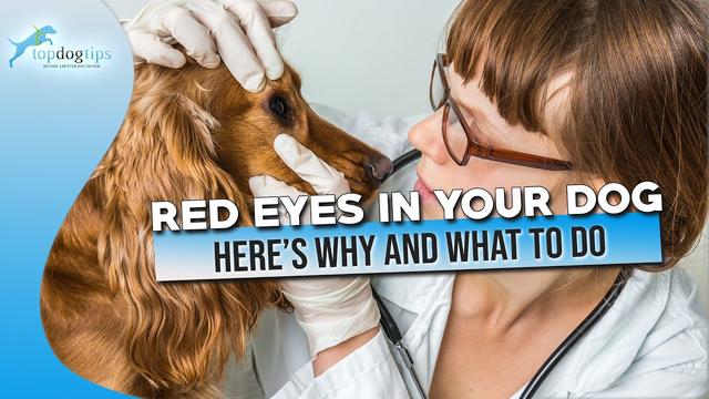 why-do-white-dogs-turn-red-causes-and-treatment