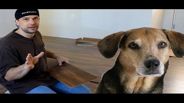 Comment enlever les taches et l'odeur de pipi de chien sur les